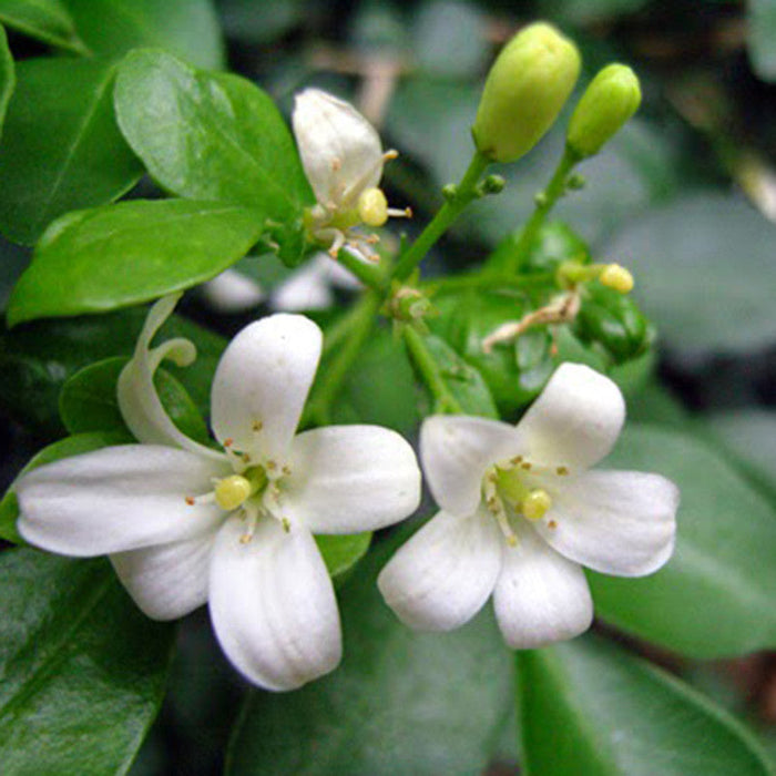 Satin Wood/Madhu Kamini - Flowering Shrubs