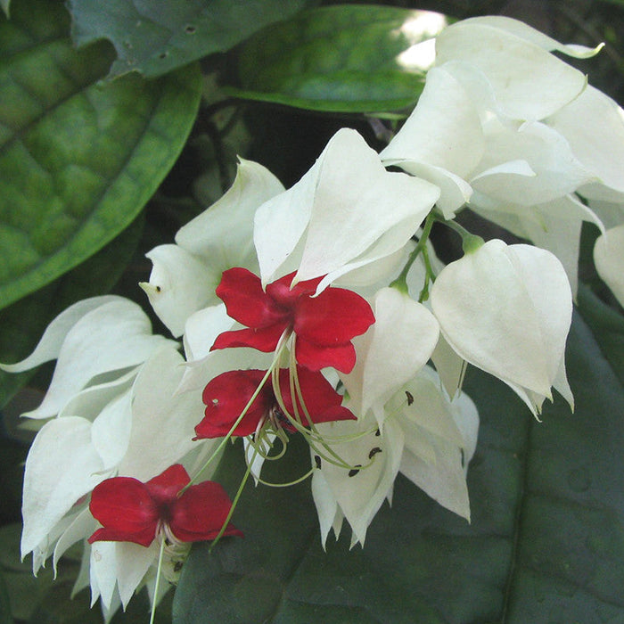 Bleeding Heart Vine White - Creepers & Climbers