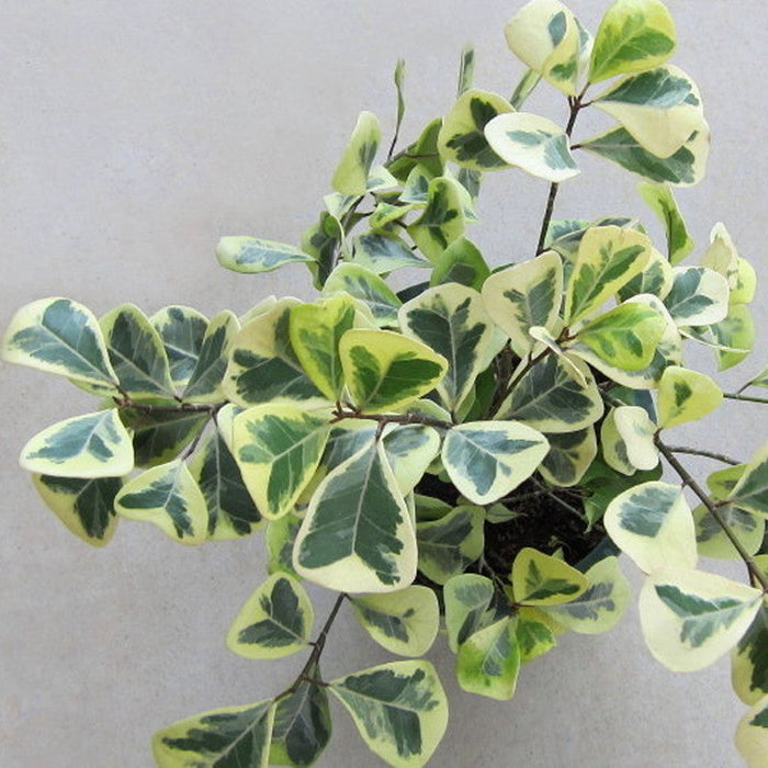 Ficus Triangularis variegata -Indoor/Outdoor-Ornamental Plants