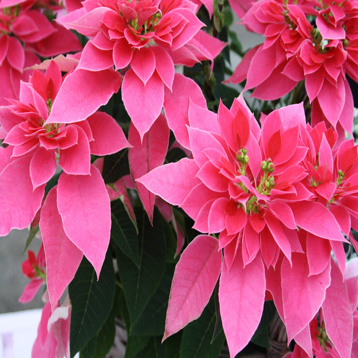 Poinsettia pink - SEASONALS