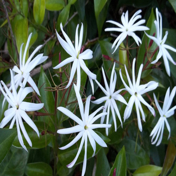 Angel wing jasmine  - Creepers & Climbers