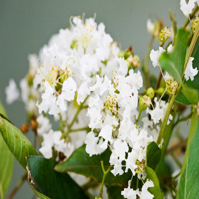 Lagerstroemia White / Crepe Myrtle White - Avenue Trees