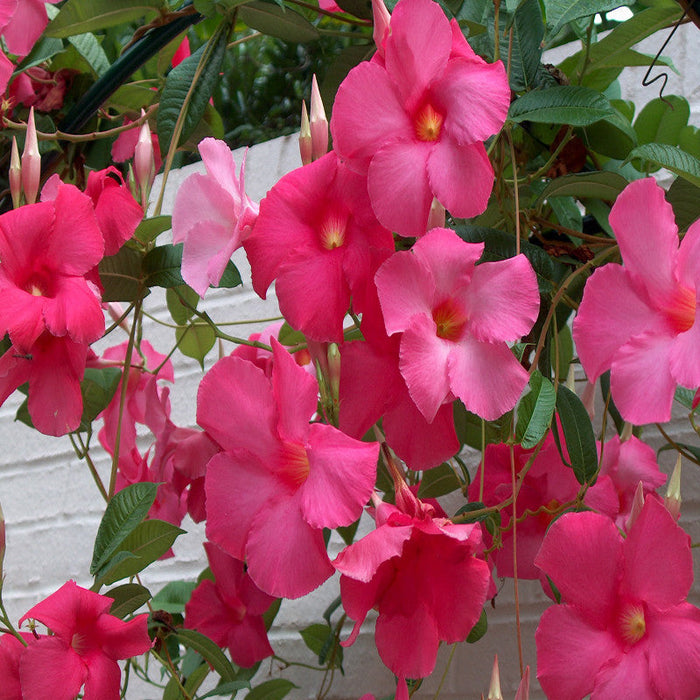 Mandevilla Pink Single - Creepers & Climbers