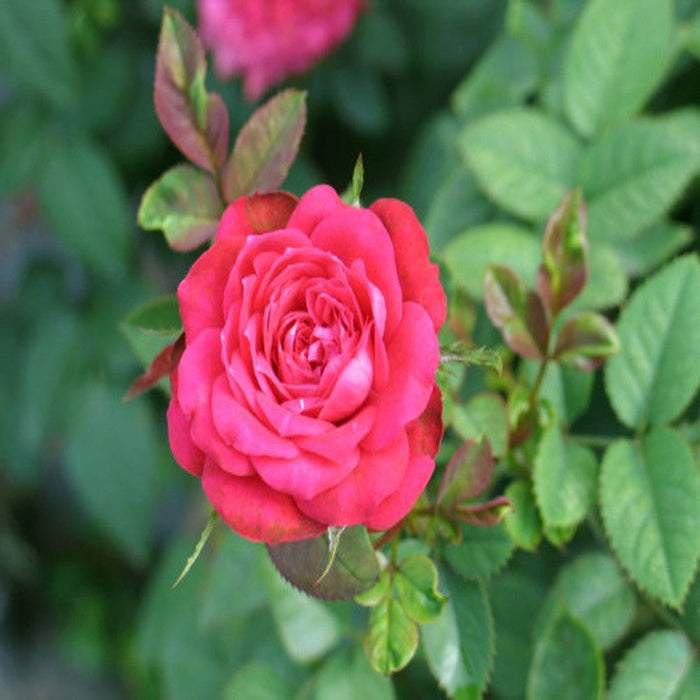 Button Rose Dwarf Pink - Flowering Plants