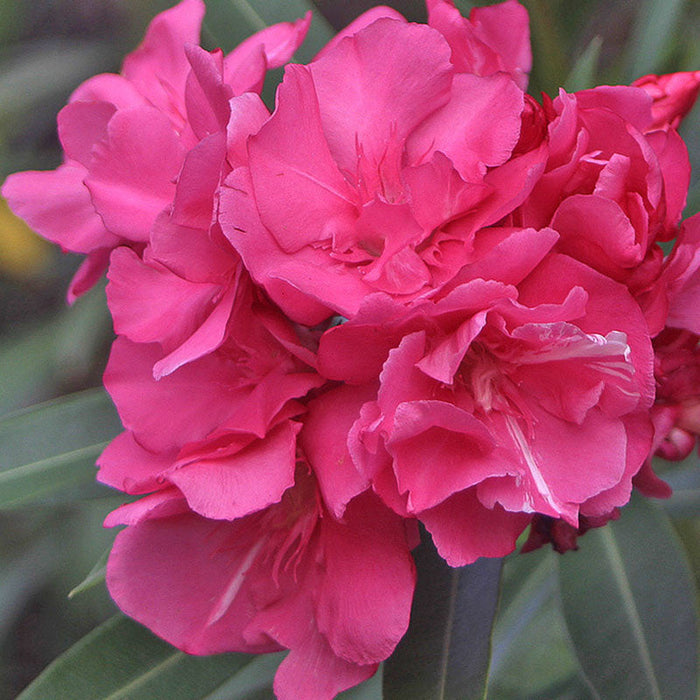 Nerium Red Double - Flowering Shrubs