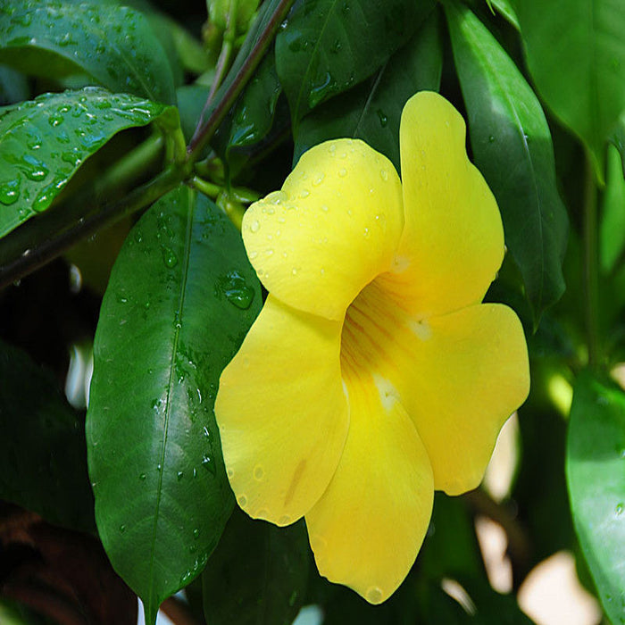 Allamanda Yellow/Wild Allamanda - Creepers & Climbers