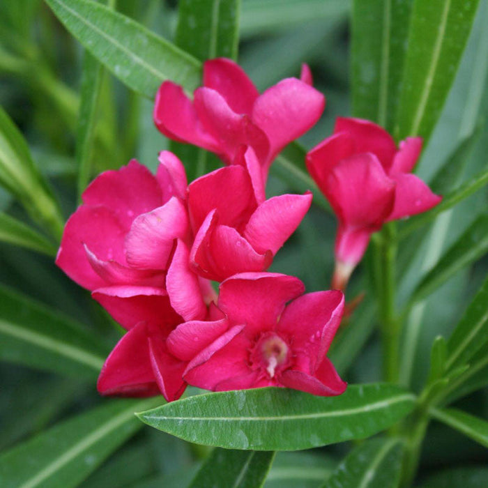 Nerium mini Red Single - Flowering Shrubs