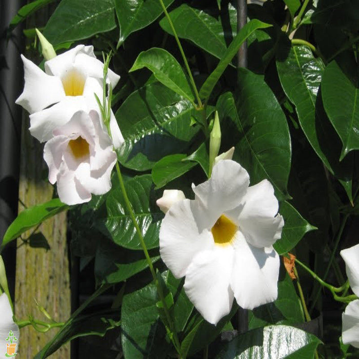 Mandevilla White Single - Creepers & Climbers