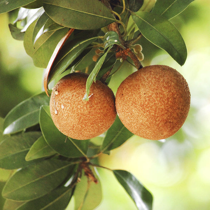 Chikoo-Kalapatti(Grafted)- Fruit Plants & Tree