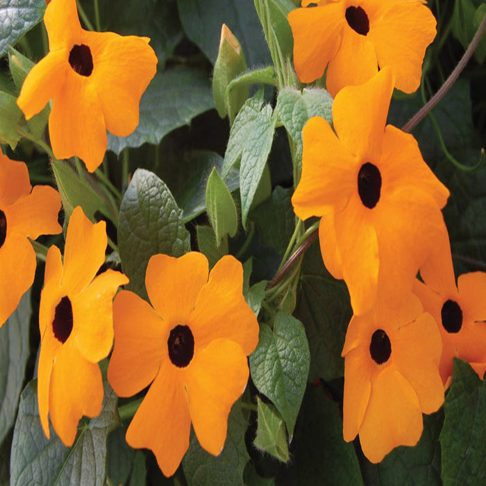 Thunbergia Alata/Black-Eyed Susan- Creepers & Climbers