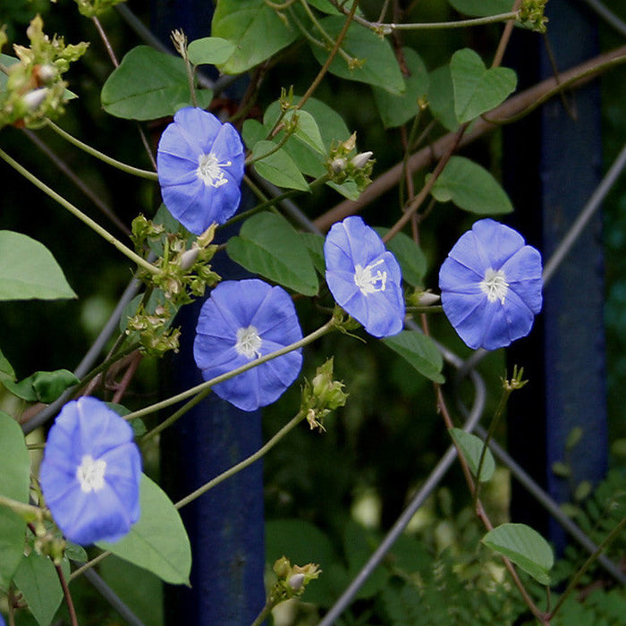 Jacquemontia-Creepers & Climbers