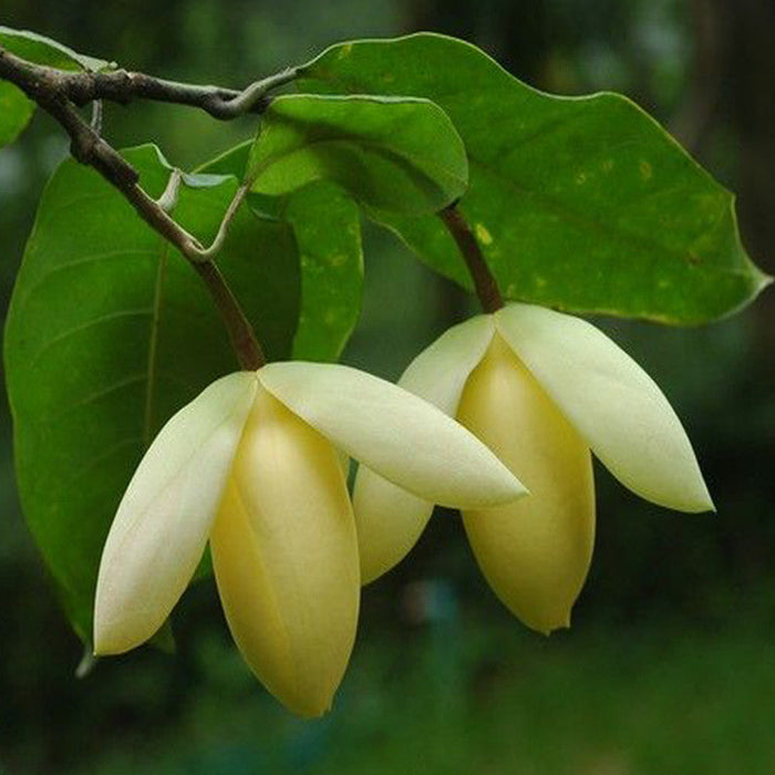 Magnolia Mutabilus  - Flowering Shrubs