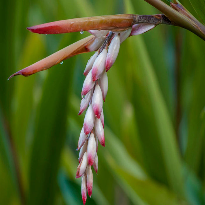 Alpinia Zerumbet - Ornamental Shrubs