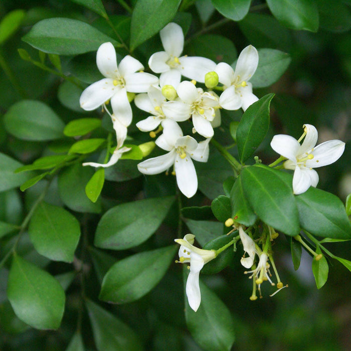 Satin Wood/Madhu Kamini - Flowering Shrubs