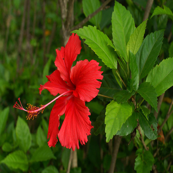 Hibiscus Red Desi - Flowering Plants