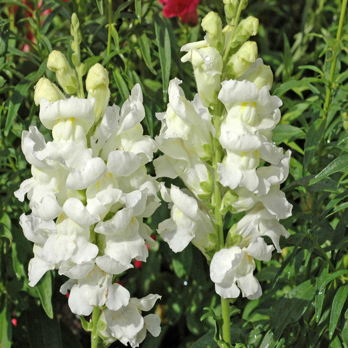 Antirrhinum White- SEASONALS