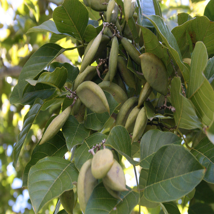 Pongamia/ Indian Beech Tree -Avenue Trees