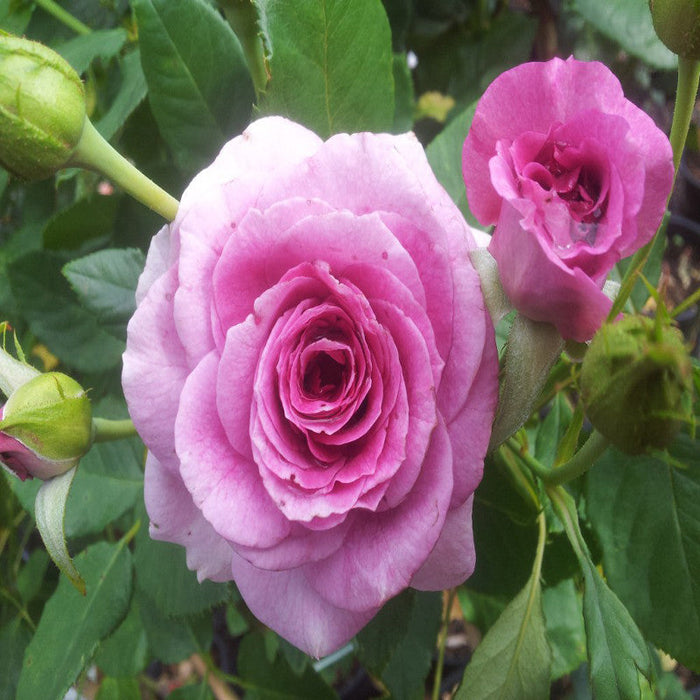 Floribunda Rose - Flowering Shrubs