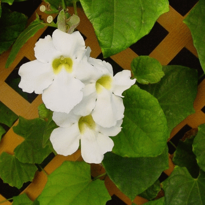 Thunbergia White - Creepers & Climbers