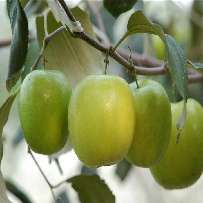 Indian Jujube Apple(Grafted) -Fruit Plants & Tree