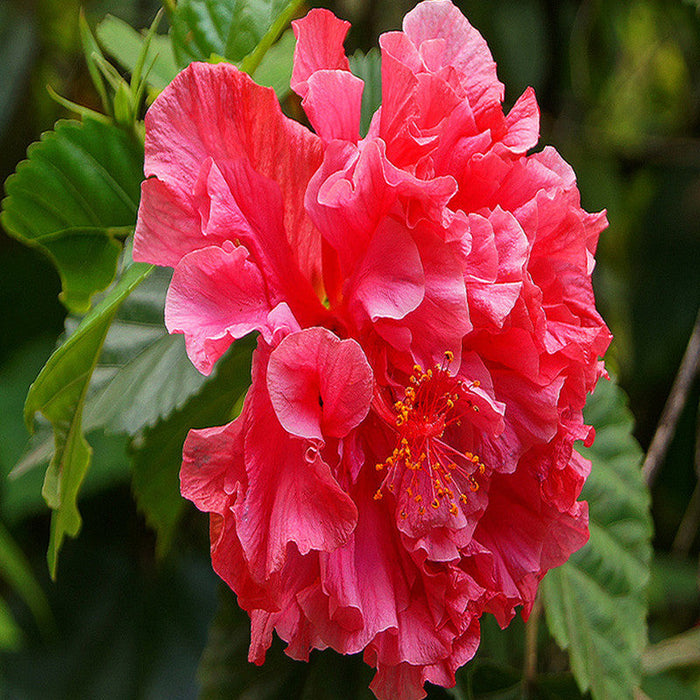 Hibiscus Red DOUBLE - Flowering Shrubs