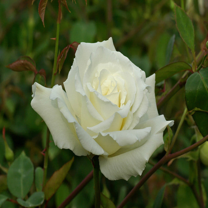 Rosa White Success - Flowering Shrubs