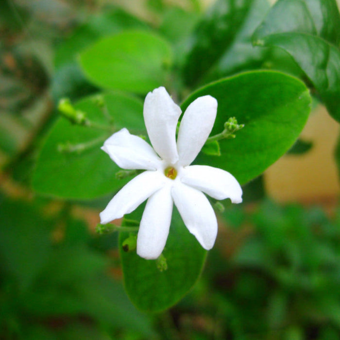 Juhi/Jasminum Auriculatum - Creepers & Climbers