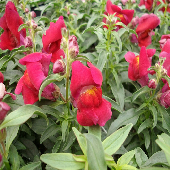 Antirrhinum Red - SEASONALS