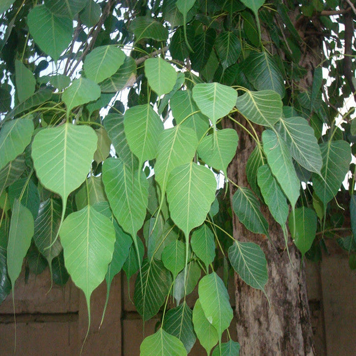 Ficus Religiosa/Peepal Tree - Avenue Trees