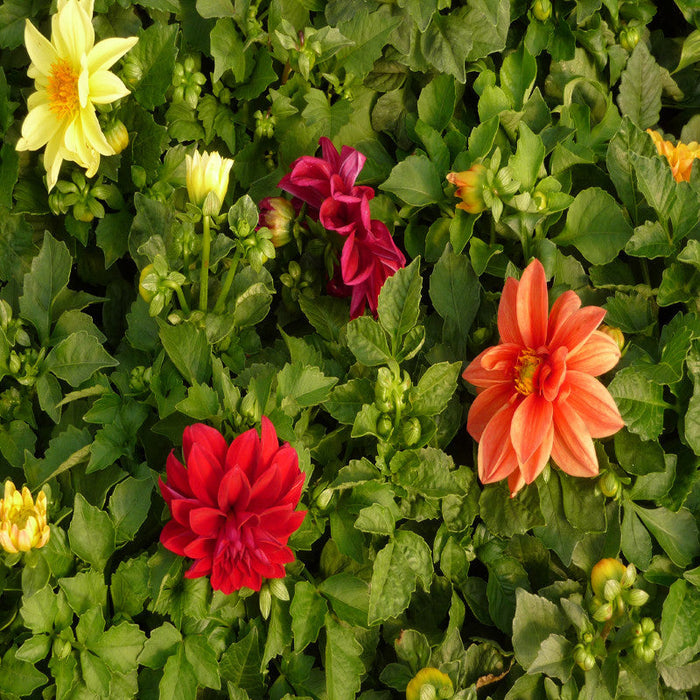 Dahlia Dwarf Red - SEASONALS