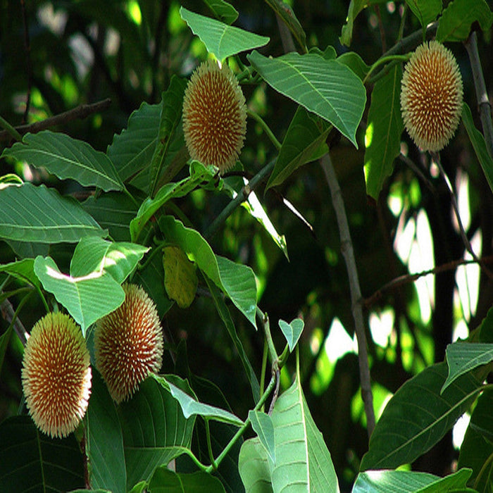 Kadamba / Neolamarckia cadamba - Avenue Trees