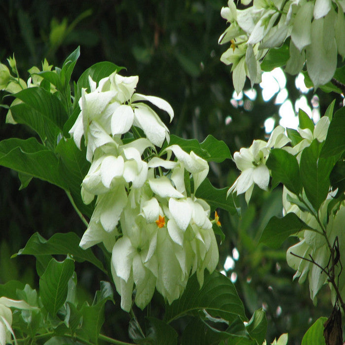 Mussaenda White - Flowering Shrubs