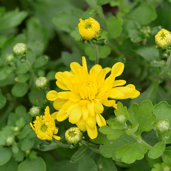 Chrysanthemum Yellow - Seasonal  Plants