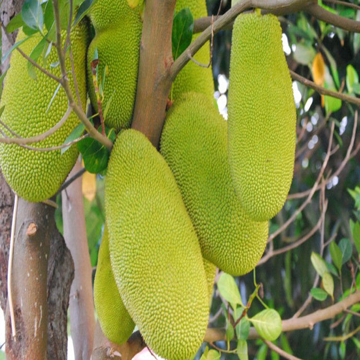 Jack fruit-Gumless Panasa(Grafted) - Fruit Plants & Tree