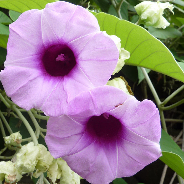 Elephant Creeper-Creepers & Climbers