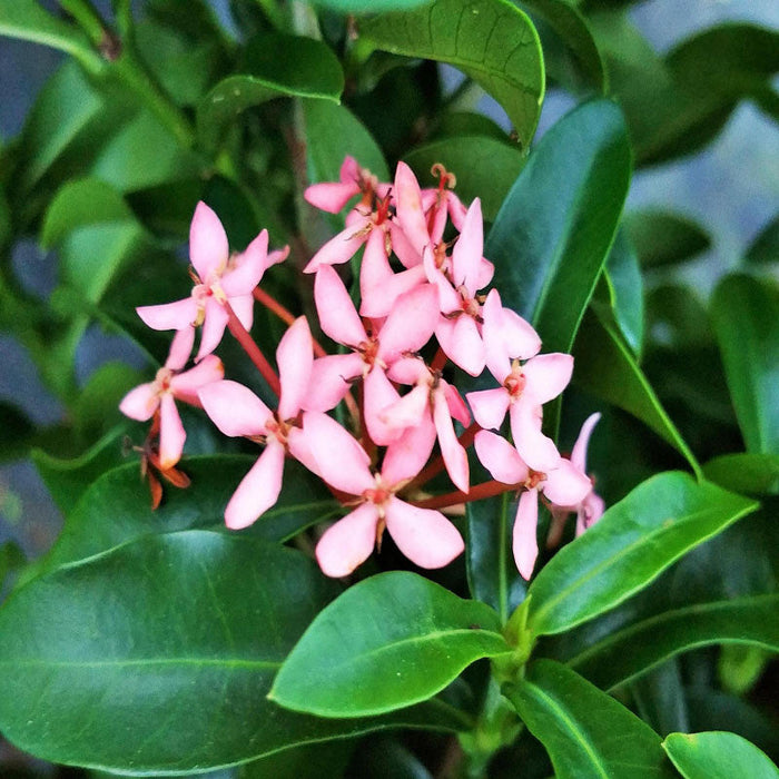 Ixora Mini Dwarf Pink - Flowering Plants