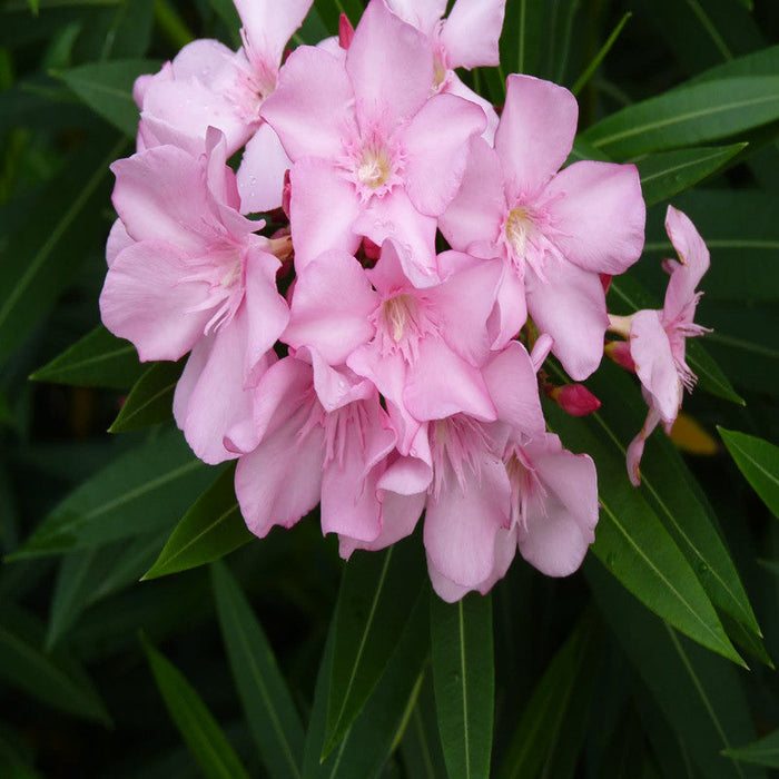 Nerium mini Pink Single - Flowering Shrubs