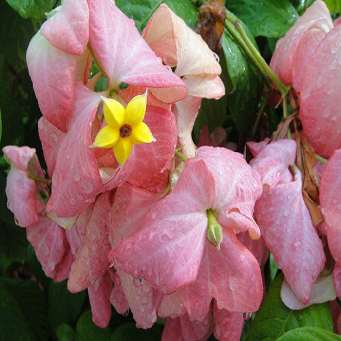 Mussaenda Pink - Flowering Shrubs