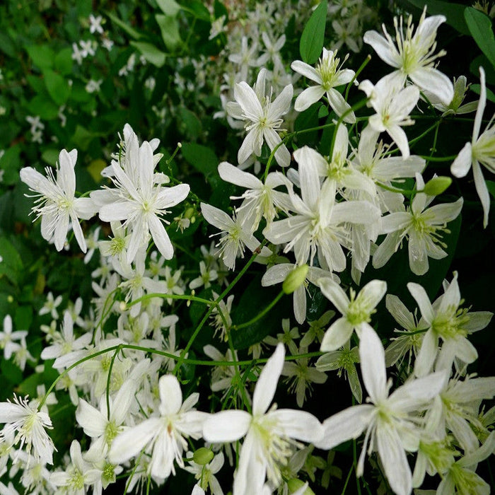 Clematis gourian - Creepers & Climbers