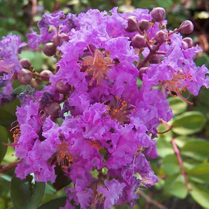 Lagerstroemia Purple / Crape Myrtle Purple - Avenue Trees