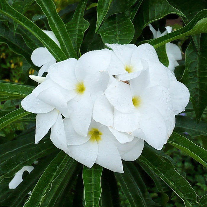 Plumeria pudica/Wild Plumeria - Flowering Shrubs