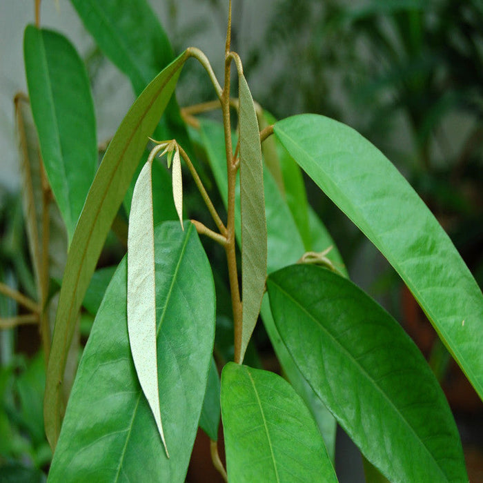 Durian Fruit - Fruit Plants & Tree