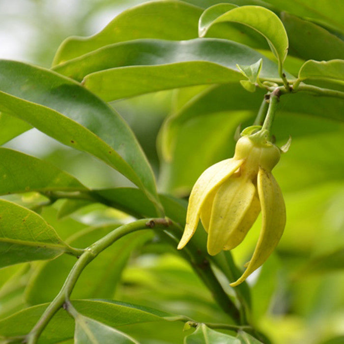 Hari Champa / Artabotrys hexapetalus - Flowering Plants