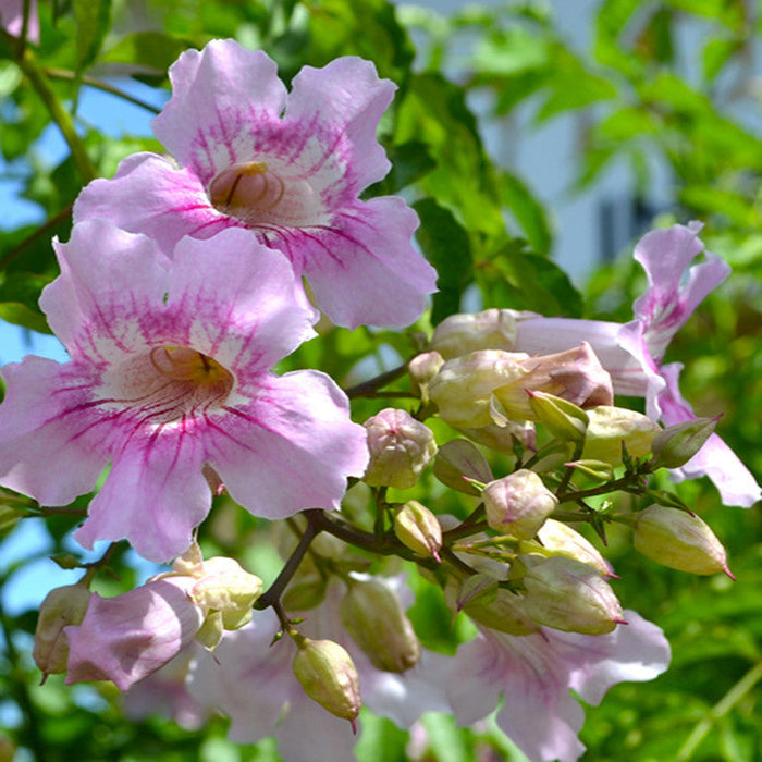 Tecoma Climber Pink - Creepers & Climbers