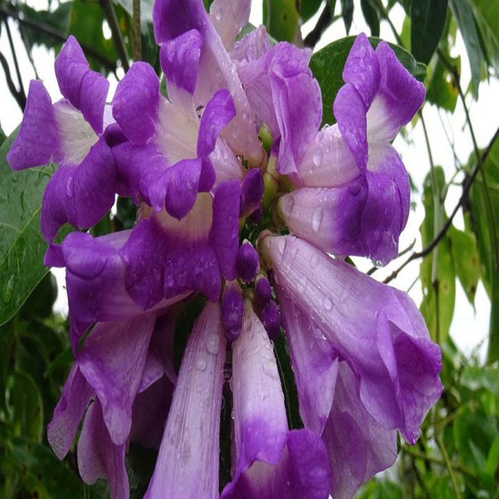 Garlic Creeper - Creepers & Climbers