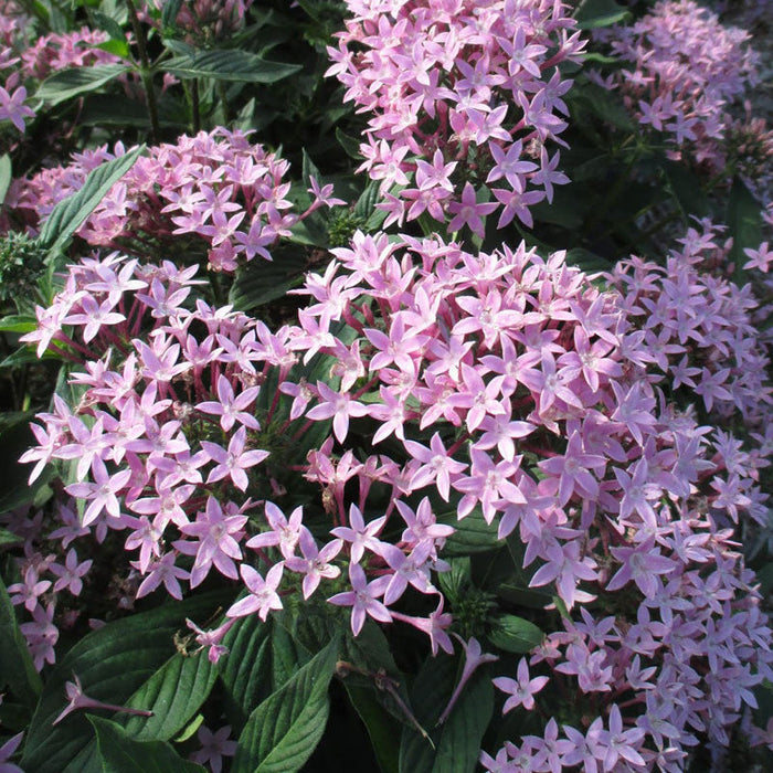 Pentas Violet - Flowering Plants