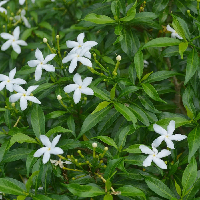 TMC Mini - Flowering Plants