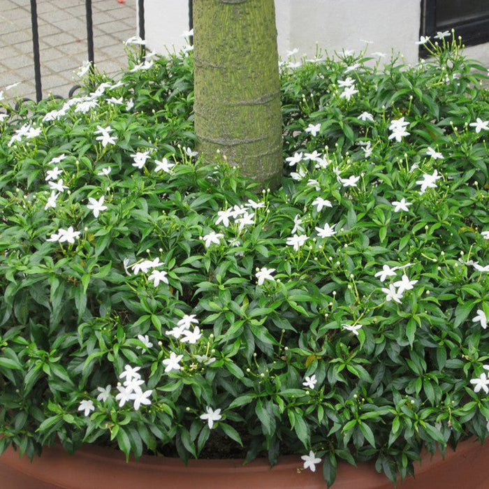 TMC Mini - Flowering Plants