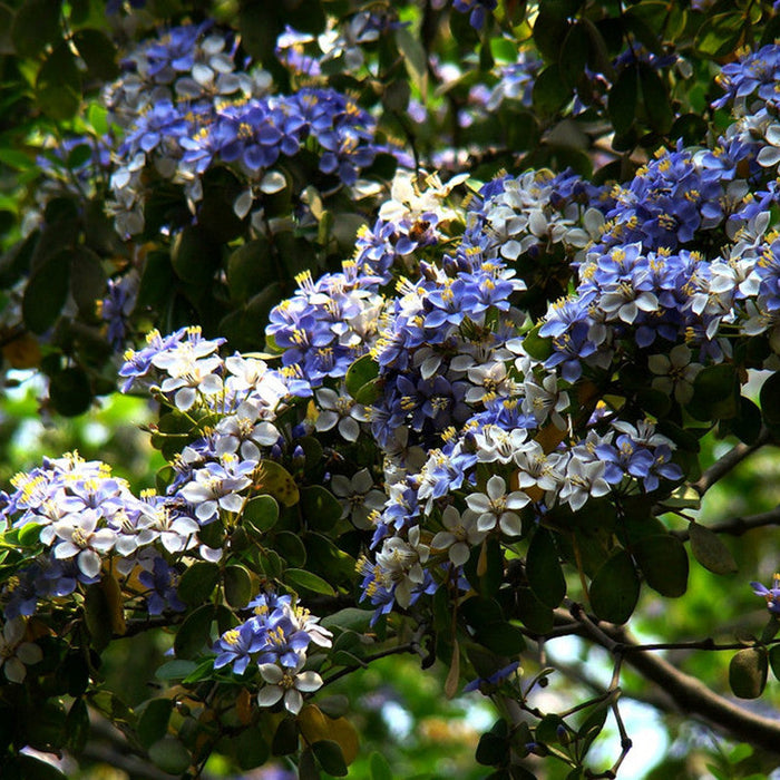 Tree Of Life Guaiacum -  Herbs