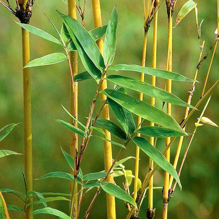 Golden Bamboo - Ornamental Shrubs